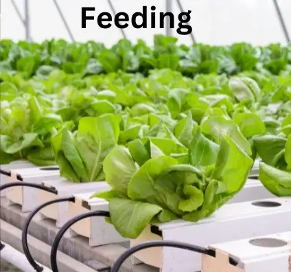 Sustainable Agriculture